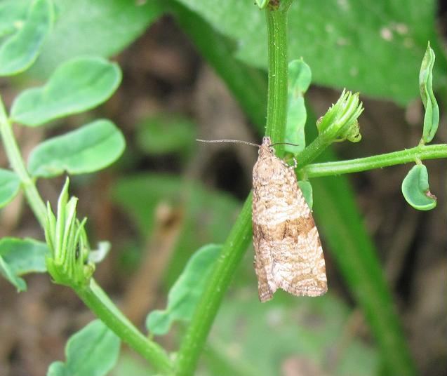 Falena da ID - Cfr. Celypha striana